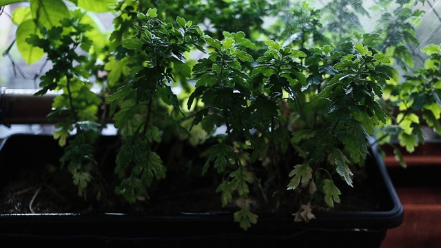 用水喷洒家用植物视频下载