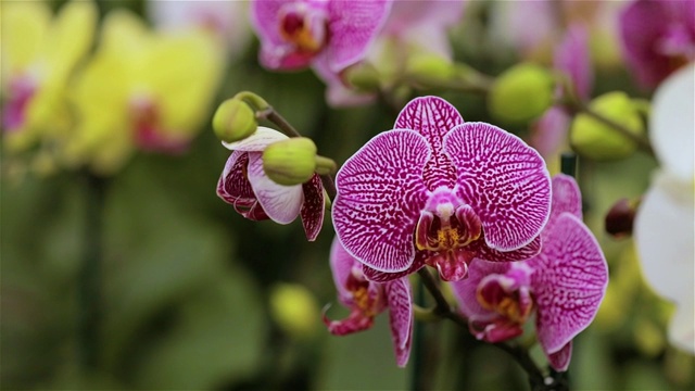 盛开的兰花全景。兰花盛开的全景图。兰花花特写，美丽的兰花特写视频素材