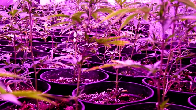 大麻植物在室内人工照明下生长视频下载