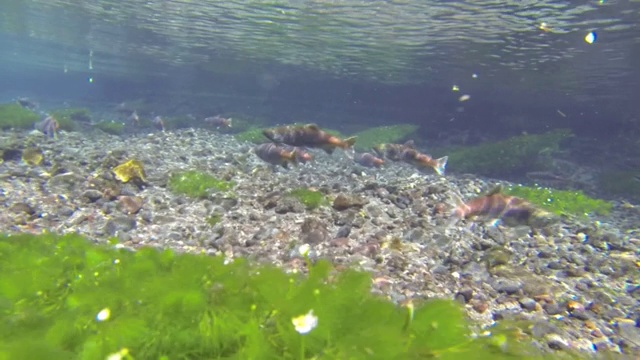 日本日光，Kokanee大马哈鱼在水下上游迁徙视频素材