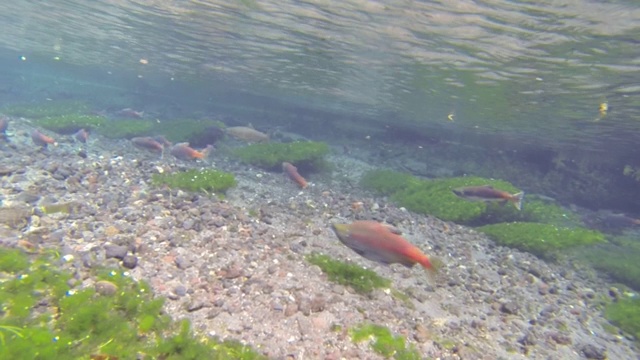 日本日光，Kokanee大马哈鱼在水下上游迁徙视频素材