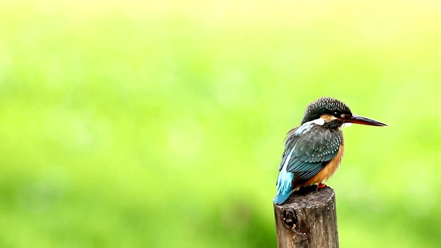 普通翠鸟(Alcedo atthis)雌性，美丽的颜色与鱼捕获栖息的一根树枝视频素材