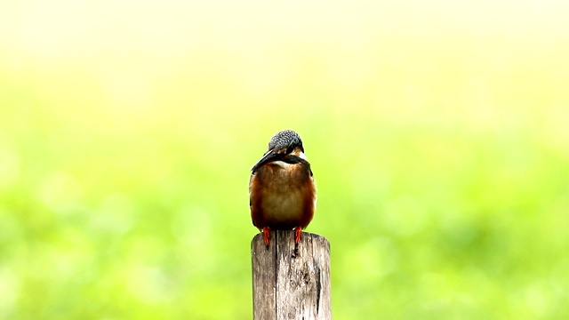 普通翠鸟(Alcedo atthis)雌性，美丽的颜色与鱼捕获栖息的一根树枝视频素材