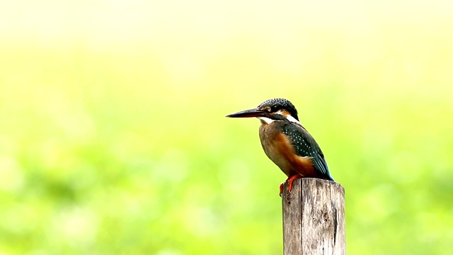 普通翠鸟(Alcedo atthis)雌性，美丽的颜色与鱼捕获栖息的一根树枝视频素材