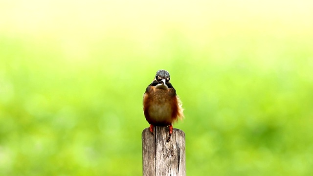 普通翠鸟(Alcedo atthis)雌性，美丽的颜色与鱼捕获栖息的一根树枝视频素材