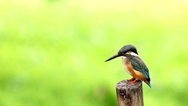 普通翠鸟(Alcedo atthis)雌性，美丽的颜色与鱼捕获栖息的一根树枝视频素材