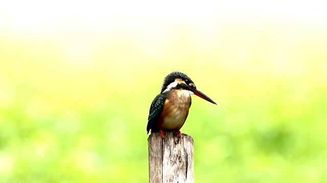 普通翠鸟(Alcedo atthis)雌性，美丽的颜色与鱼捕获栖息的一根树枝视频素材