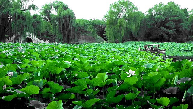 圆明园池塘中的荷花视频下载