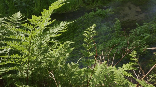 平静清澈的溪流和充满活力的植物的镜头视频素材