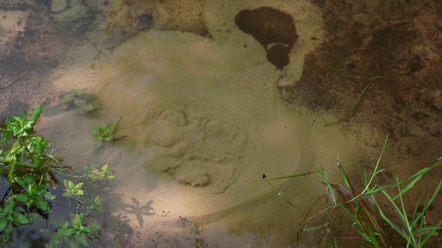 清澈泉水的特写镜头。来自地下蓄水层的淡水从多孔的岩石和松散的沙子中冒出来。视频素材