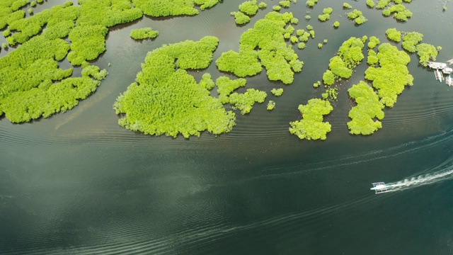 宽阔的河流和红树林，俯视图。一艘摩托艇正沿着热带树木航行视频素材