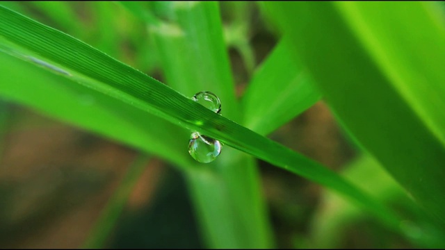 新鲜的绿草用露珠剪辑，露珠在绿草上的镜头，雨珠在绿草上的视频视频素材