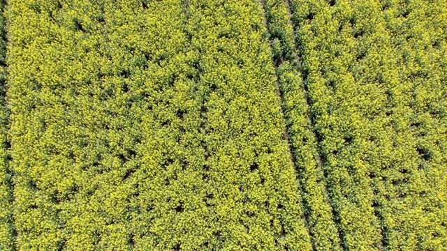 空中俯瞰黄色油菜籽田。收获盛开的黄花菜籽油视频素材