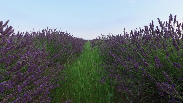 法国普罗旺斯夏日的薰衣草田视频素材