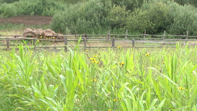 普通苦菜(Sonchus oleraceus)黄花。野狗在阳光下的田野上。视频素材