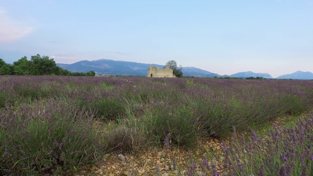 法国普罗旺斯夏日的薰衣草田视频素材