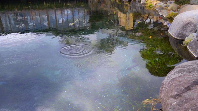 海草在水下流动，鱼在日本花园中游动。视频素材