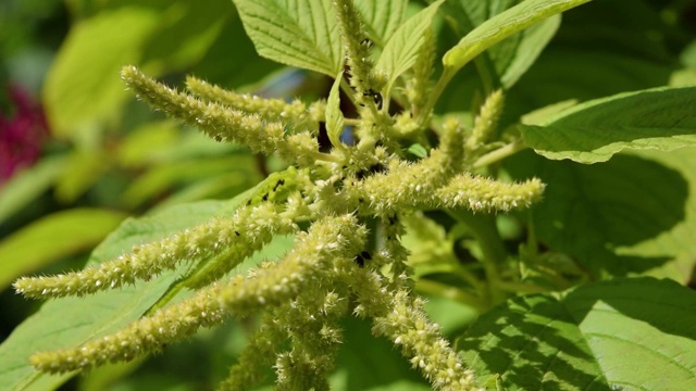 在一个阳光明媚的秋日，绿油油的药膳植物苋菜在风中摇曳，自然的背景视频下载