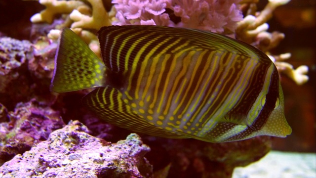 水族馆里两条鲜艳的鱼视频素材