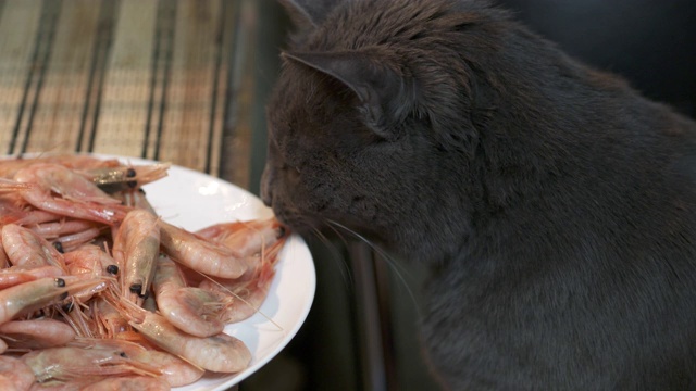 灰猫从厨房的盘子里偷煮熟的虾。视频素材