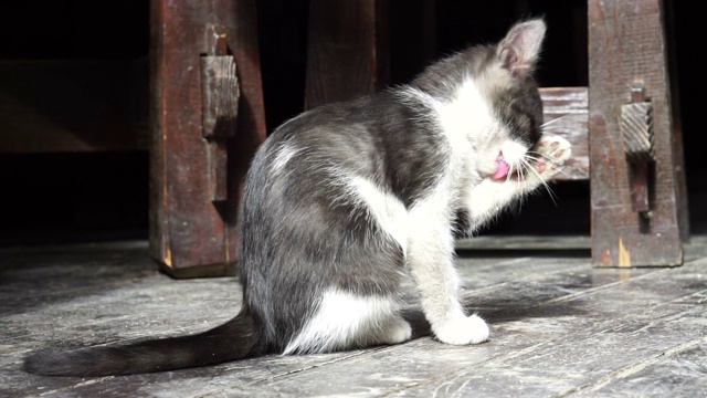 黑色和白色的小猫洗澡视频素材