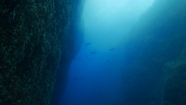 一群狗齿金枪鱼，黑杰克鱼在日本的海底峡谷中游泳视频素材