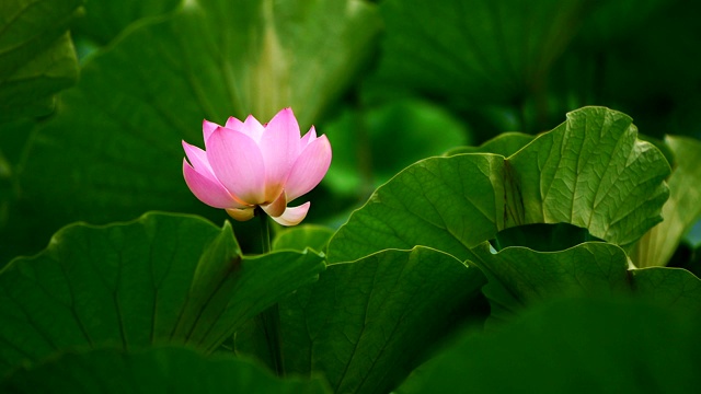 睡莲，荷花视频素材