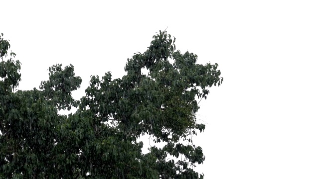 雨季的暴雨。视频素材