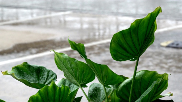 雨滴落在幼小的植物特写视频素材