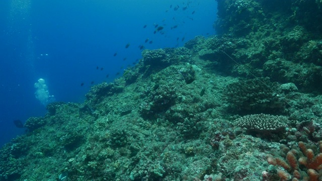 日本小笠原岛海底珊瑚礁视频素材