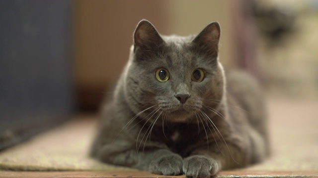 顽皮的灰色猫，眼睛睁得大大的跟踪和准备在游戏期间突袭。视频素材