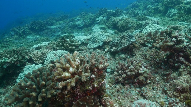 日本小笠原岛海底珊瑚礁上健康的珊瑚群视频素材