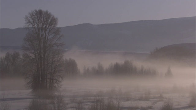 在黄石国家公园，一条低低的地热蒸汽带缠绕着一条覆盖着积雪的森林河流。视频素材