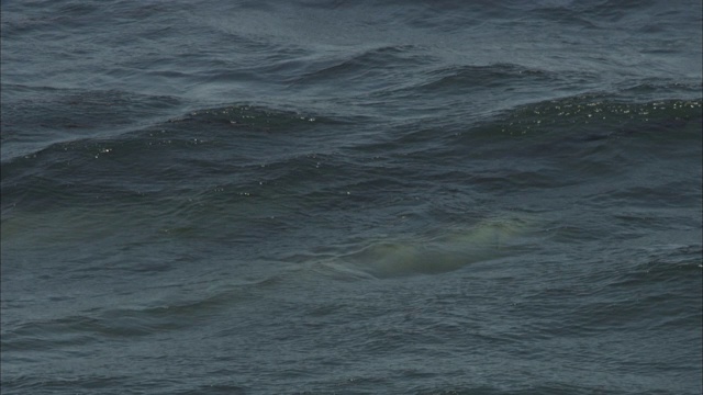 一只海狮在干净、绿色的海水中短暂地抬起头。视频素材