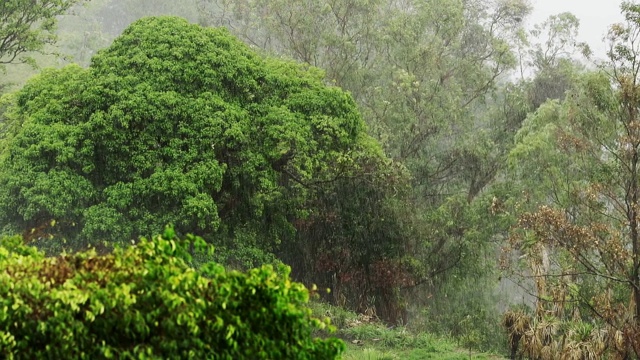 暴雨落在树上，以城市景观为背景视频素材