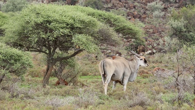 雄性大羚羊(羚羊Tragelaphus oryx)，南非莫卡拉国家公园视频素材