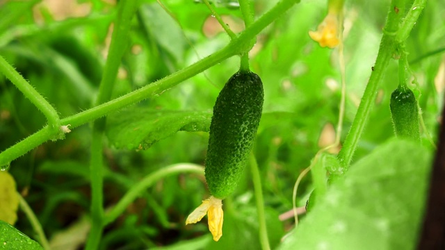 绿色黄瓜收获蔬菜特写视频素材