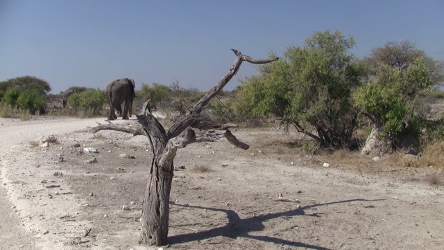 大象在Etosha NP景观中行走视频素材