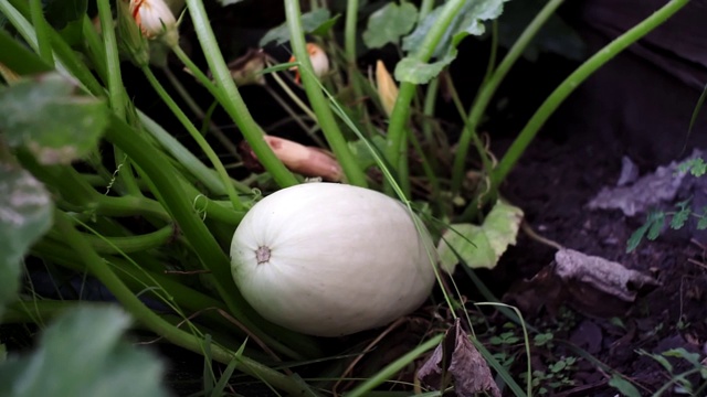 收获南瓜种植健康蔬菜视频素材