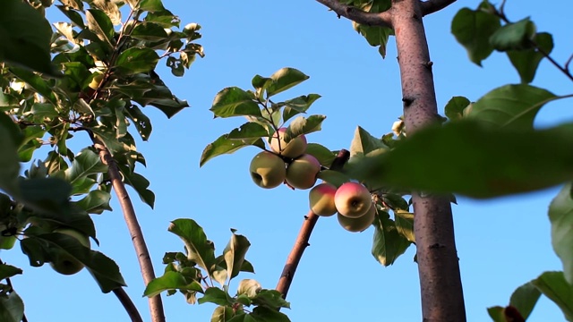 花园里树上的苹果在收获视频素材