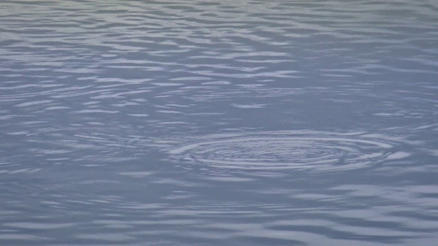 4K山水淡水河，鱼儿跃入水中，台北风平浪静阴天视频素材