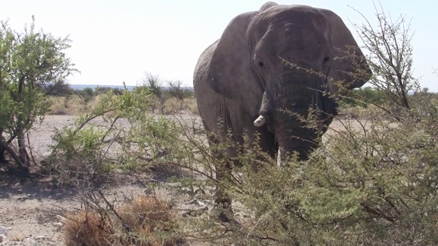 大象公牛近距离在Etosha NP视频素材