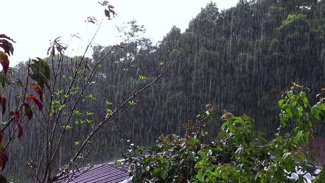 热带丛林里的大雨，秋日花园里的雨水。视频素材