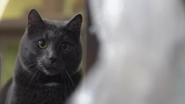 室内的灰猫，睁大眼睛跟踪在房间的游戏。视频素材