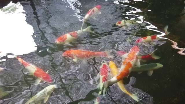 鲤鱼游起来五颜六色，锦鲤。池子里有几百条锦鲤。美丽的水生宠物在亚洲和日本视频素材