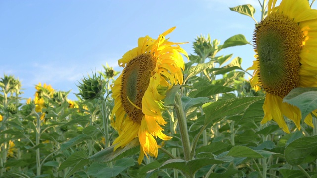 向日葵田视频素材