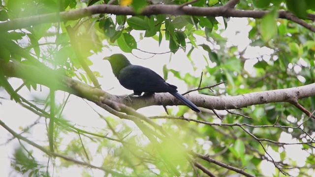 在自然界中栖息在树上的鸟(亚洲柏树)视频素材