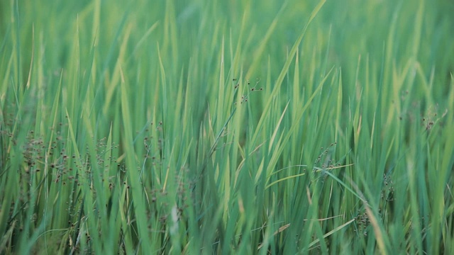 近距离的风在田野里摇动草视频素材