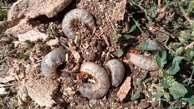 犀牛甲虫，犀牛甲虫的幼虫躺在地上的锯屑中。视频素材