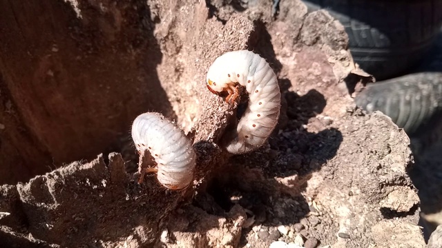 犀牛甲虫，犀牛甲虫的幼虫在腐烂的木桩上。视频素材